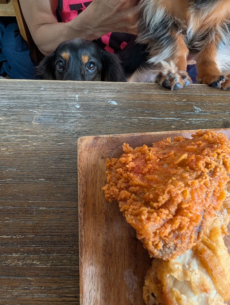 KFCを食べたがる犬