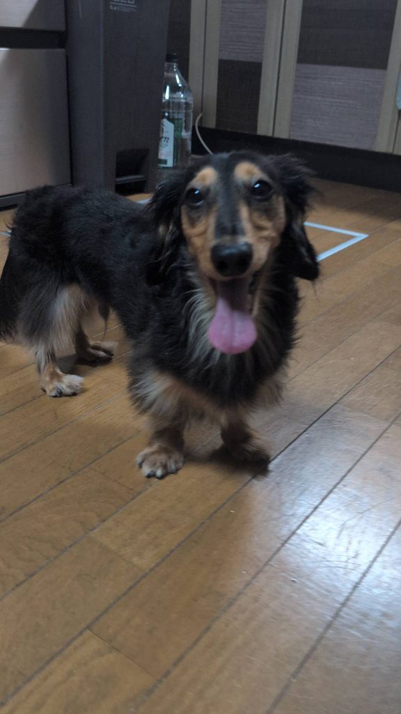 笑った犬