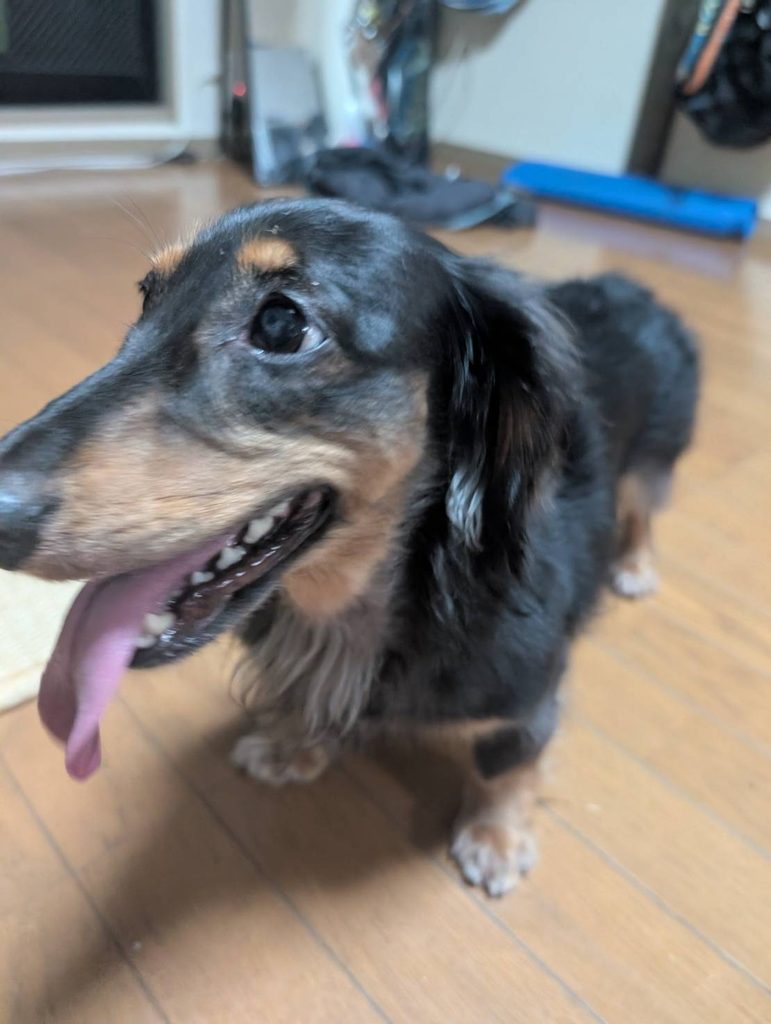 笑った犬