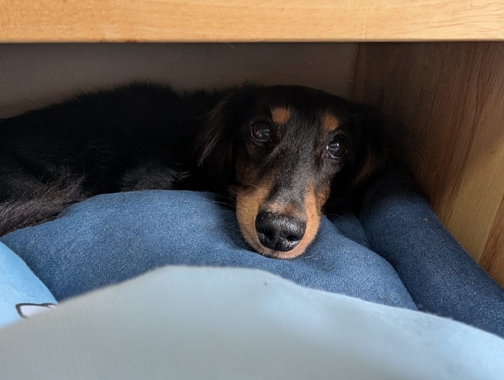 覗き見る犬