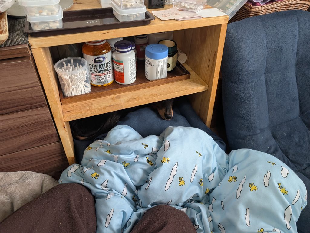 潜む犬