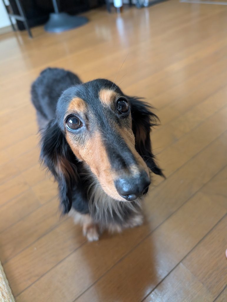 こちらをみる犬