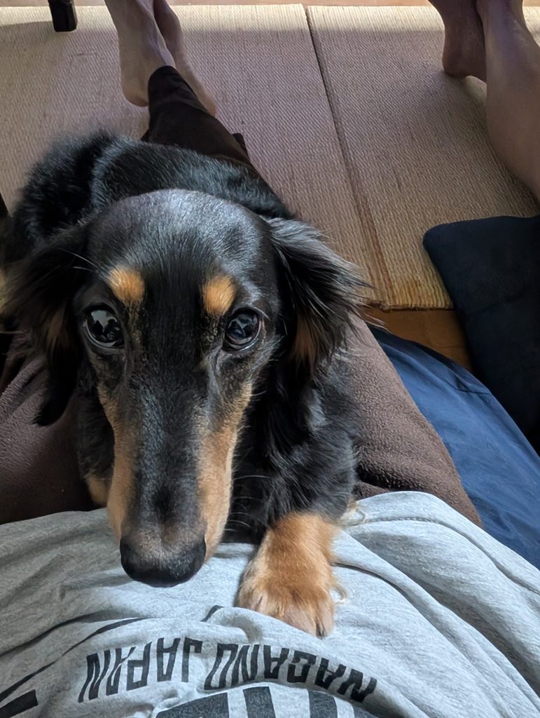 甘える犬
