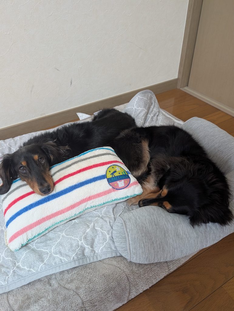 待機中の犬