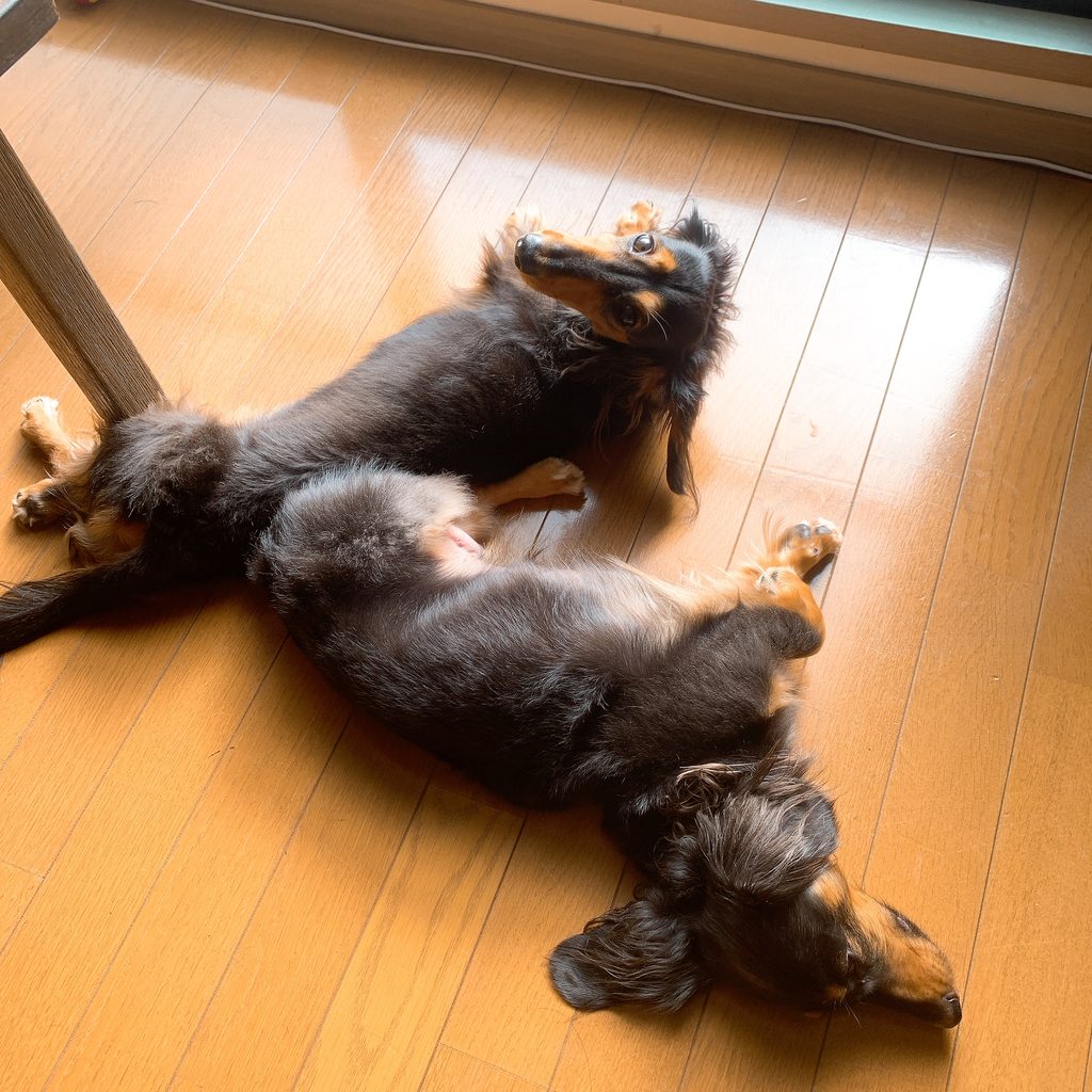 日向ぼっこする犬