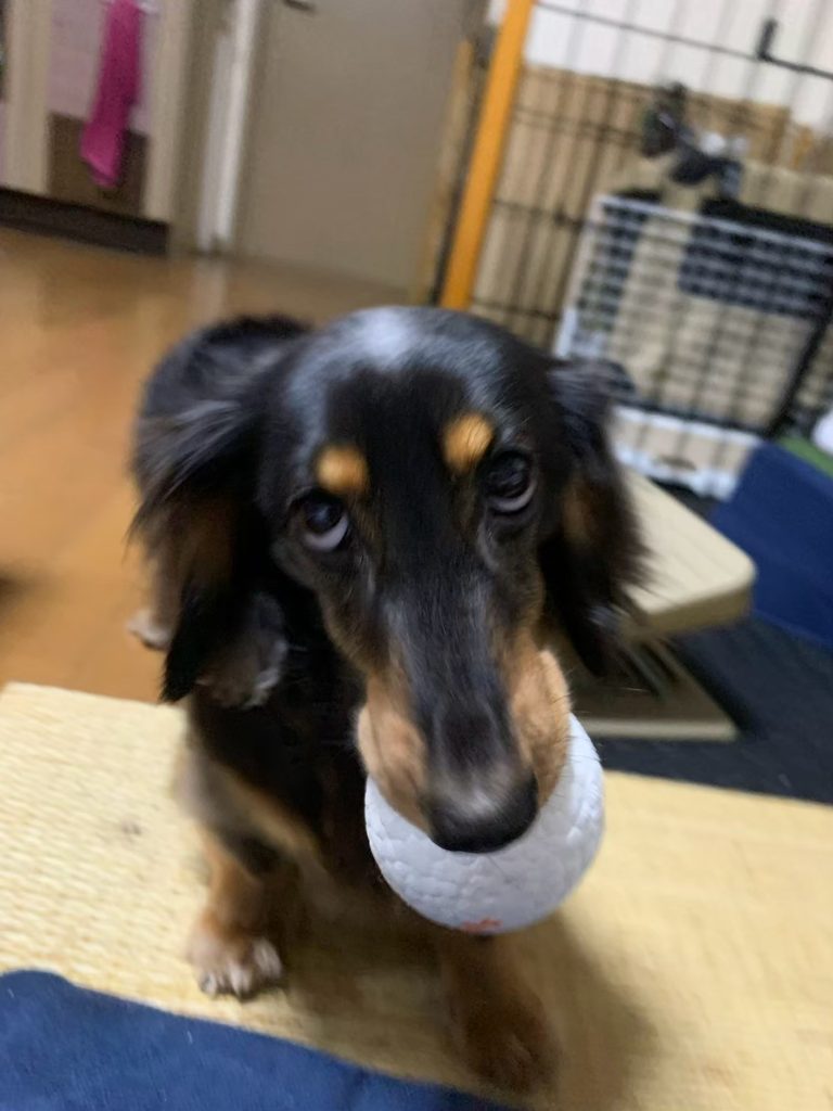 ボールで遊ぶかい