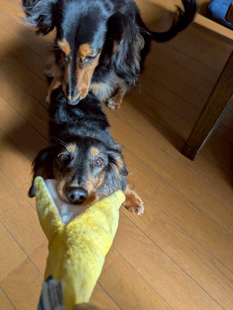 戯れる犬